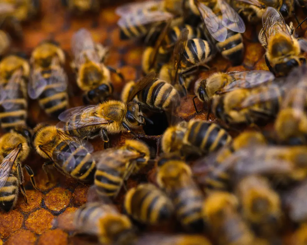 BIO Wirtschaftsvolk, Carnica inkl. Königin, Varroabehandelt, nur Abholung