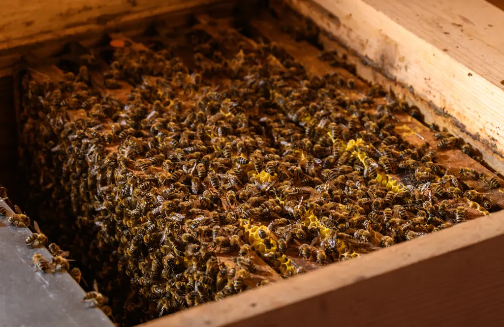 BIO Ableger, 4 Waben inkl. Carnica Königin, Varroabehandelt, nur  Abholung