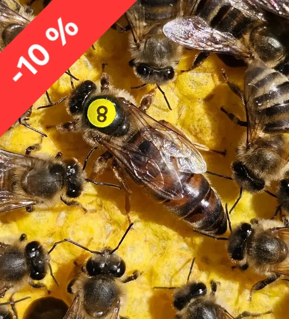 VORBESTELLEN Juli 2027, Premium-Kö. Belegstelle, CARNICA, Bio