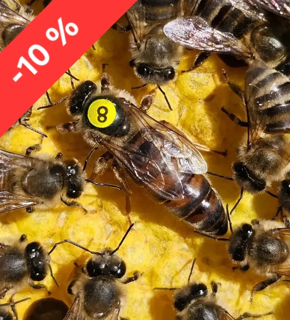 VORBESTELLEN August 2027, Premium-Kö. Belegstelle, CARNICA, Bio