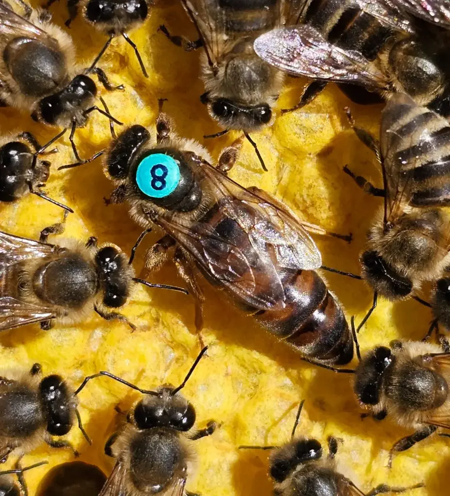 BIO Königin F1 2025, CARNICA, sofort lieferbar
