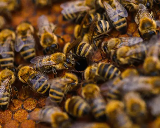BIO Wirtschaftsvolk, Carnica inkl. Königin, Varroabehandelt, nur Abholung