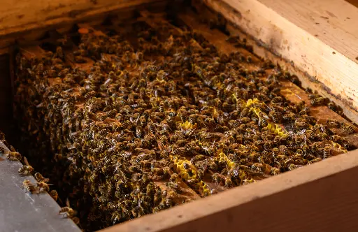 BIO Ableger, 4 Waben inkl. Carnica Königin, Varroabehandelt, nur  Abholung